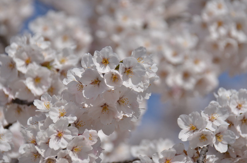 満開の桜