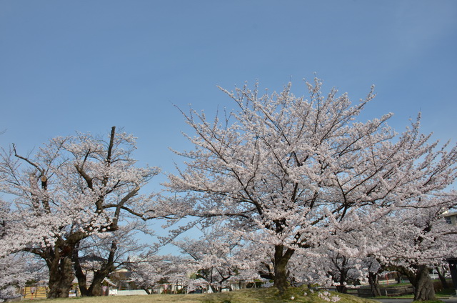 こちらは4月6日の満開の桜