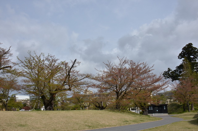 ４月２５日にはすっかり散ってしまいました