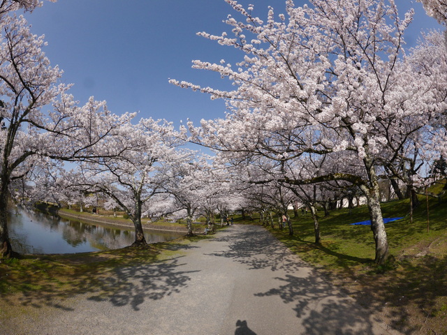 これは４月１３日の鶴岡公園です
