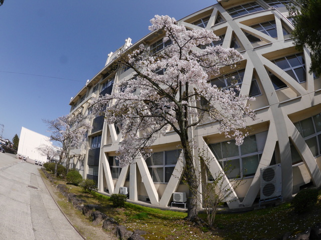 これが１番早く開花する桜です