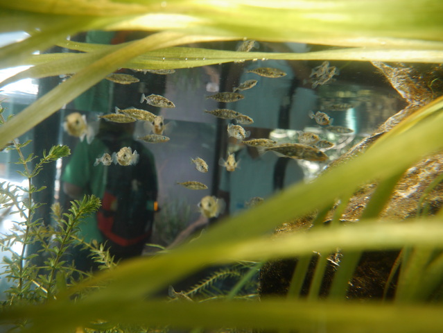 魚類を中心に水辺の生き物が生息する環境を再現