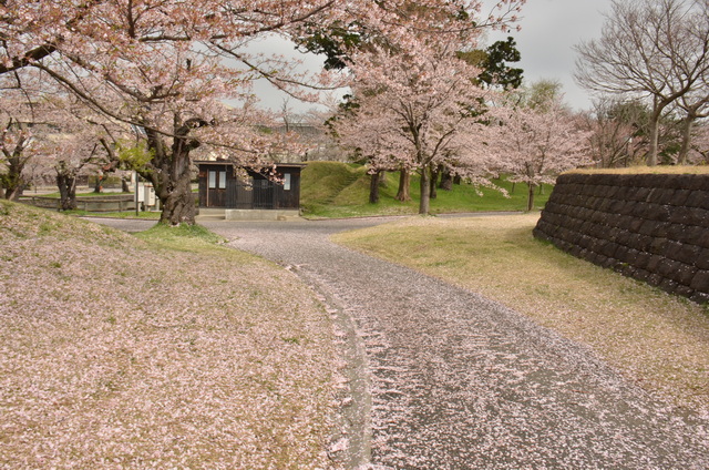 桜はかなり散っています