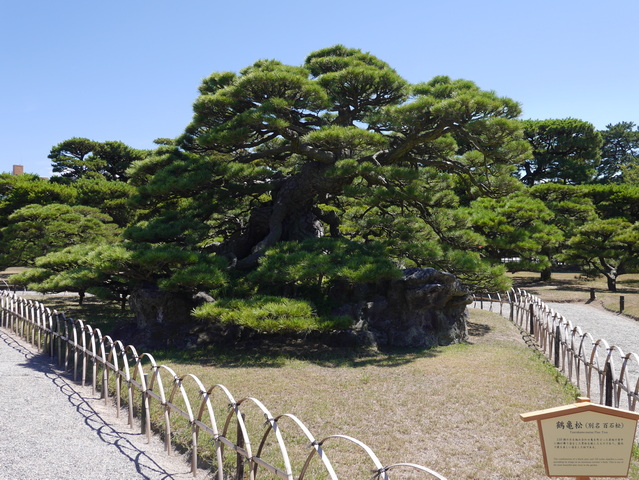 鶴亀松