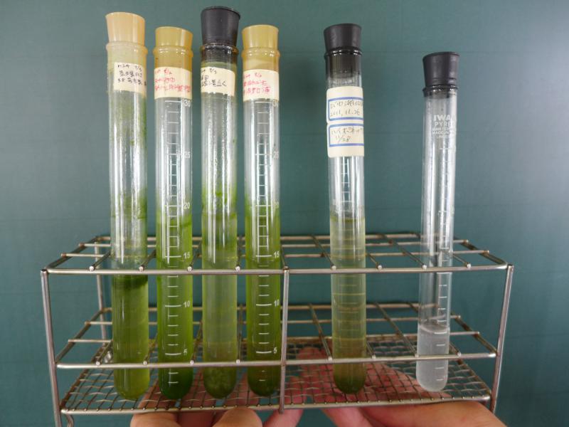 塩素除菌剤混入(右)と藻の比較